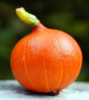 jídlo, zeleniny, squash, červená kuri squash, hokkaido dýně, zdravý, vitamín, výživa