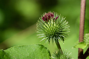 big Burdock, windows Wallpaper, Wallpaper, hd Wallpaper, burdock, Wallpaper 1920x1080, cool Backgrounds, floral Background, barbs, full Hd Wallpaper, desktop Backgrounds
