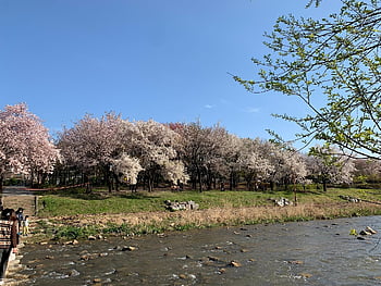 봄, 자연의, 꿀꽃, 한국, 경기도, 탄천, 꽃, 자연