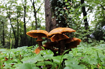 mushroom, forest, autumn, nature, brown, outside