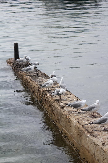seagulls, birds, seabird, animals, plumage, perched, feathers, beaks, sea, animal World, nature
