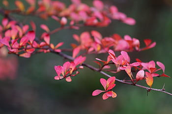 barberry, bunga-bunga, kelopak, berkembang, mekar, latar belakang bunga, flora, wallpaper bunga, ranting, berberis vulgaris, bunga-bunga indah