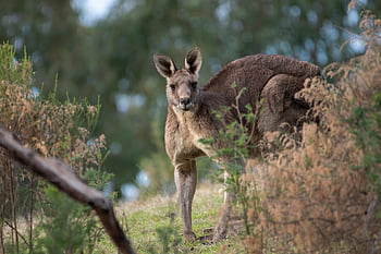 kanguru, hewan, margasatwa, Kanguru kelabu timur, macropus giganteus, macropod, berkantung, Kanguru pria, herbivora, mamalia, alam