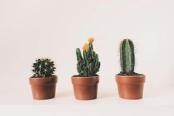 piante di cactus in vaso, arredamento interno minimalista, sfondo bianco, tre cactus, vasi di terracotta, piante d'appartamento, varietà di cactus, Cactus decorativi, Piccoli cactus, piante succulente, Home decor