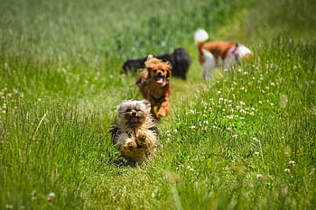 chihuahua Bolonka, dog, friend, pet, nature, mammal, mixed Breed Dog, chihuahua, bolonka, domestic Animal, yorkshire Terrier