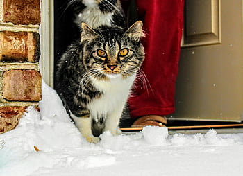 Brun hvit svart maine coon katt, grå tredør, søt tabby katt, Står i snø, murvegg, vinterdag, snø scene, utendørs katt, vinterkatt, snødekt døråpning, murvegg bakteppe