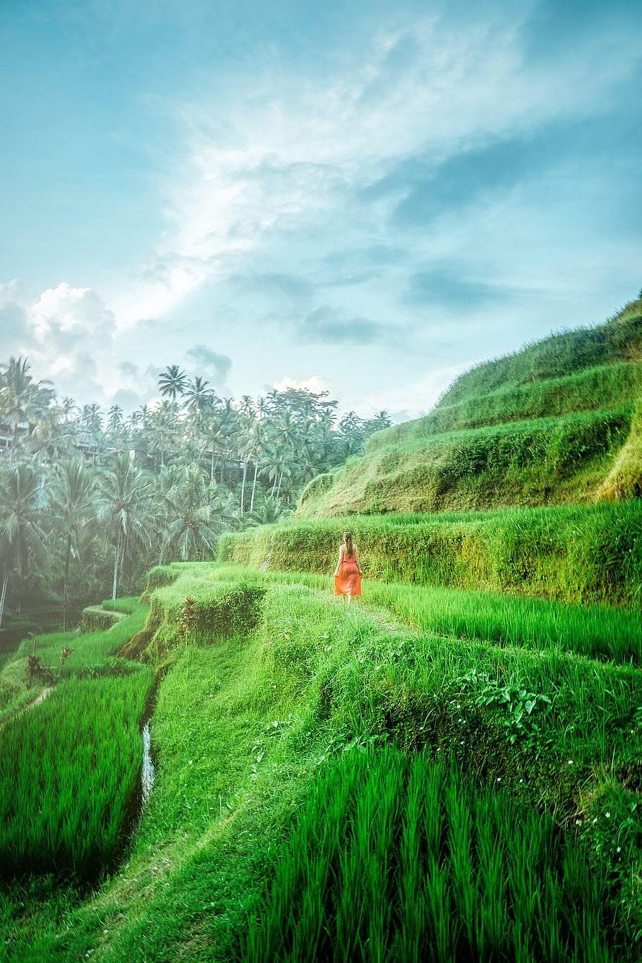 green, nature, garden, tree, forest, sky, flowers, countryside