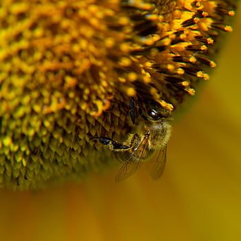 bee, sunflower, plant, blossom, bloom, yellow, nature, pollen, summer, insect, pollinate
