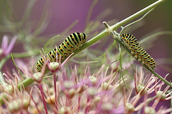 les chenilles, papillon, traversée, éluder, queue d'aronde, fermer, macro, la nature, fenouil, Loup vers le bas, ramper