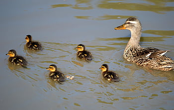 ducks, duck Family, waterfowl, ducklings, chick, lake, pond, birds, swim, beaks, plumage