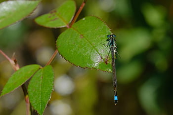 insectă, entomologie, libelulă, fundal, macro, balaur, a zbura, animale sălbatice, aripi, damselfly, frunze