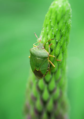 smradlavý bug, hmyz, rostlina, štít chyba, brouk, Chyba, Příroda, detailní, volně žijících živočichů, zelená, venkovní