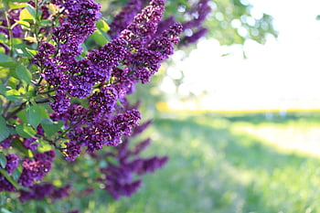 lilac, dirt Road, spring, landscape, nature, path, hike, meadow, trail, field, grass