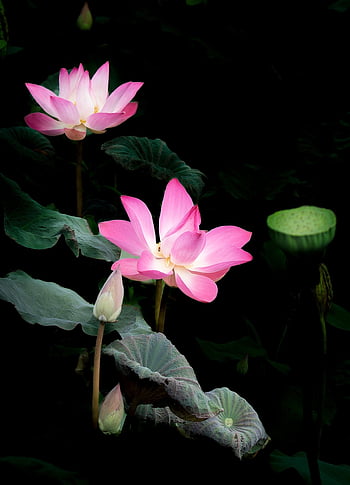 lotus, růžový lotos, lekníny, květinové tapety, růžové květy, květinové pozadí, květiny, krásné květiny, Příroda, vodní rostliny, rybník