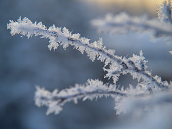 Jég természet ágak, háttér, éghajlat, közelkép, hideg, menő, december, környezet, fagy, fagyott, jeges