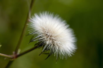 dandelion, flower, petals, stem, plant, buds, beautiful Flowers, nature, flower Background, bloom, flora