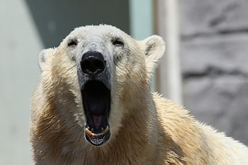 polar bear, yawning, teeth, Copenhagen Zoo, wildlife, animal, close-up, nature, Arctic, zoo animal, bear