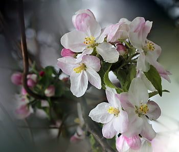 flower, flowers, spring, flower Wallpaper, nature, pink, color, bush, tree, apple, macro