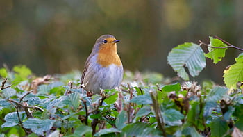 European Robin, bird perching, green leaves, garden setting, nature's beauty, vibrant bird, close-up photo, plant perching, outdoor wildlife, natural habitat, garden bird