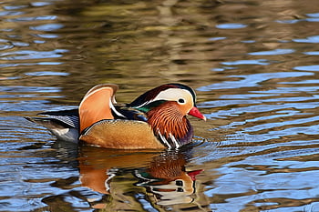 duck, mandarin Duck, water Bird, drake, lake, cold, park, winter, nature