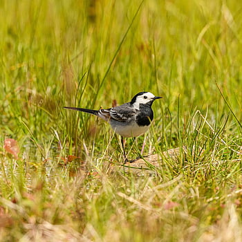 bílý konipas, konipas, pták, motacilla alba, Motacilla, alba, birding, pozorování ptáků, ornitologie, pěvec, Příroda