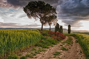 natuur, boom, reizen, exploratie, pad, landelijk, buitenshuis, hemel, veld-, wolken, landschap