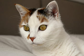 calico cat, zlaté oči, jemná srst, detailní pohled, Šedá a hnědá kočka, bílá textilie, rozkošná kočka, Stávkující oči, kočka krátkosrstá, ležící kočka, bílé pozadí