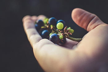purple grapes, hand holding grapes, fresh grapes, organic produce, natural beauty, close-up photo, grape cluster, healthy food, fruit photography, grape harvest, grape variety
