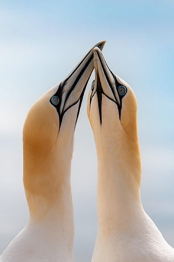 Gannets severní, helgoland, Německo, morus bassanus, ptáků, Příroda, zvířat, tapety telefonu, Estetické tapety, pták, Basstölpel