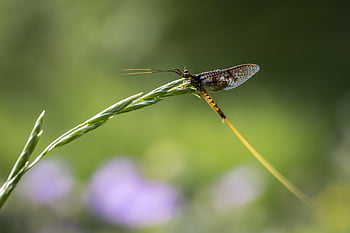 メイフライ、 マクロ、 昆虫、 非衛生的、 自然の美しさ、 刺激、 花の背景、 小さい、 葉、 醜さ、 花粉