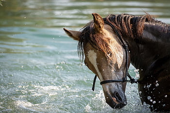 horse, pony, lake, water, swim, foal, animal, brown Horse, mare, yearling, equine