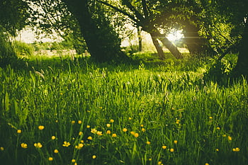 l'herbe verte, forêt, lumière du soleil, fleurs jaunes, la nature, des arbres, de plein air, printemps, Prairie, beauté naturelle, verdure