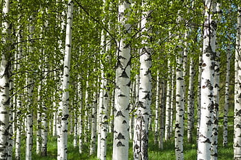 birches, trees, forest, tree Trunks, leaves, branches, woods, wood, midsummer, summer, spring