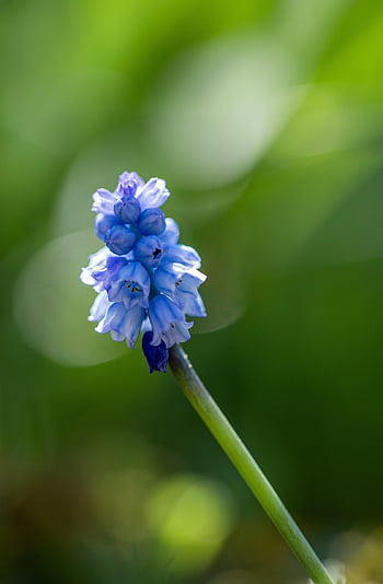 hroznový hyacint, květ, rostlina, muscari, modrý květ, krásné květiny, jaro, zahrada, květinové pozadí, Příroda, květinové tapety