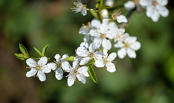 kirsebærblomster, tre, blomstrer, grener, våroppvåkning, vår, flora, vår sesong, petals, hvite blomster, gren
