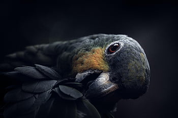 bird, parrot, tropical Bird, nature, avian, ornithology, wildlife