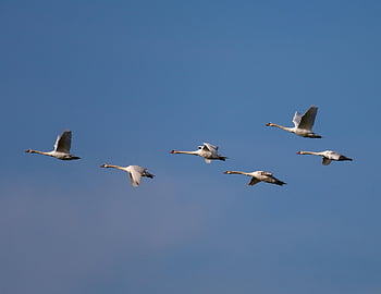 six Swans In Flight, white Birds, swan, feathers, nature, pond, birds, flying, feather, white, fly