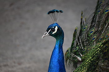Pauw, vogel, veren, Pauwenveren, gevederte, exotische vogel, ave, aviaire, vogelkunde, dieren wereld, natuur