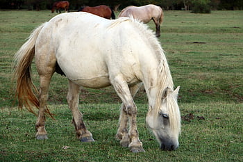 horses, pasture, animal, grass, mammal, farm, outdoors, field, rural, livestock, nature
