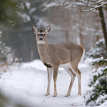 deer, animal, wildlife, mammal, wild, snow, winter, meadow, forest, nature, fauna