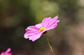 flower, bloom, flower Background, beautiful Flowers, botany, blossom, nature, flower Wallpaper, plant, garden Cosmos, cosmos Bipinnata Cav