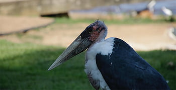marabu, stork, bird, beak, wildlife, birds, head, uganda, africa, close Up, feathers