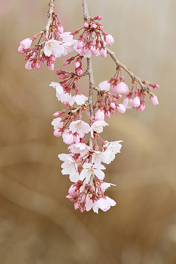 cherry Blossom, flower Wallpaper, flowers, spring, buds, branch, flower Background, pink Flowers, bloom, beautiful Flowers, blossom