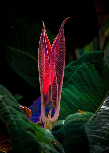 flower, plant, leaves, beautiful Flowers, flower Wallpaper, petals, flower Background, bloom, blossom, nature, wildlife