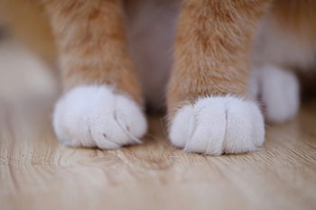 turuncu kedi, tüylü beyaz pençeler, ahşap zemin, kapalı fotoğraf, kapatmak, kedi pençeleri, kahverengi yüzey, kapalı kedi, evcil hayvan fotoğrafçılığı, hayvan fotoğrafçılığı, Şirin kedi