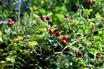 berries, rose Hip, branch, autumn, food, nature