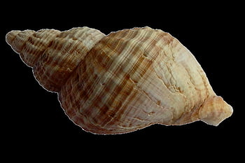 sea, shell, clam, ocean, sea Shells, beach, sand, nature, mollusk, seashore, wildlife