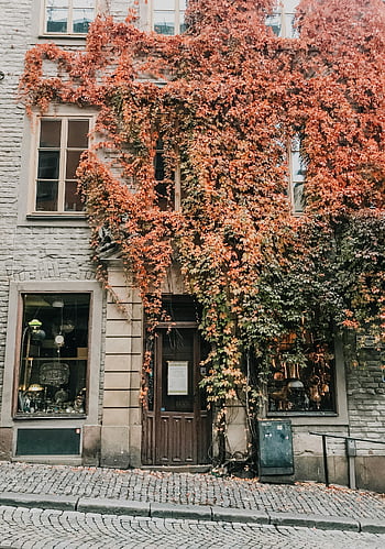 negozio vintage, stoccolma, Ivy autunnale, strada di ciottoli, Porta chiusa, foglie vibranti, edificio storico, paesaggio urbano, stagione autunnale, architettura europea, vetrina