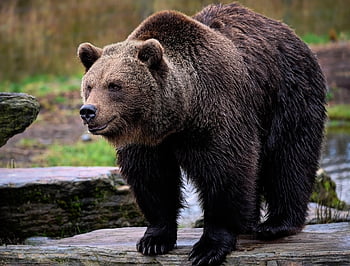 αρκούδα, grizzly αρκούδα, καφέ αρκούδα, ψαρός, ursus, ζώο, θηλαστικό ζώο, άγρια ​​ζωή, φύση, θηρευτής, κυνηγός