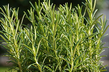 herbs, seasoning, plant, food, nature, spice, mediterranean, culinary Herbs, rosmarinus, rosemary
